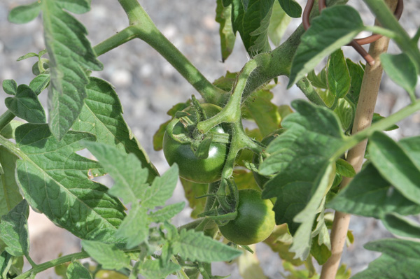 Tomate