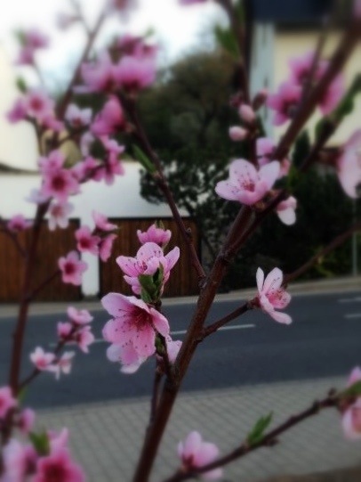 20130429-120950.jpg